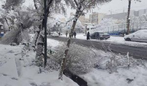 افتادن درختان در معابر و خیابان های شهر تهران در پی بارش سنگین برف