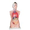 مولاژ بدن انسان سایز یک به یک نیم تنه بالایی - آناتومی بدن