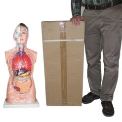 مشاهده ابعاد مولاژ بدن انسان سایز یک به یک نیم تنه بالایی - آناتومی بدن